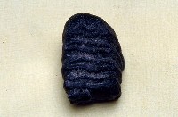 藏品(臺灣猛瑪象乳齒(模))的圖片